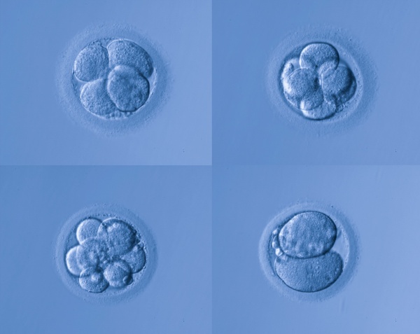 Que hay que hacer para transferir unos embriones congelados